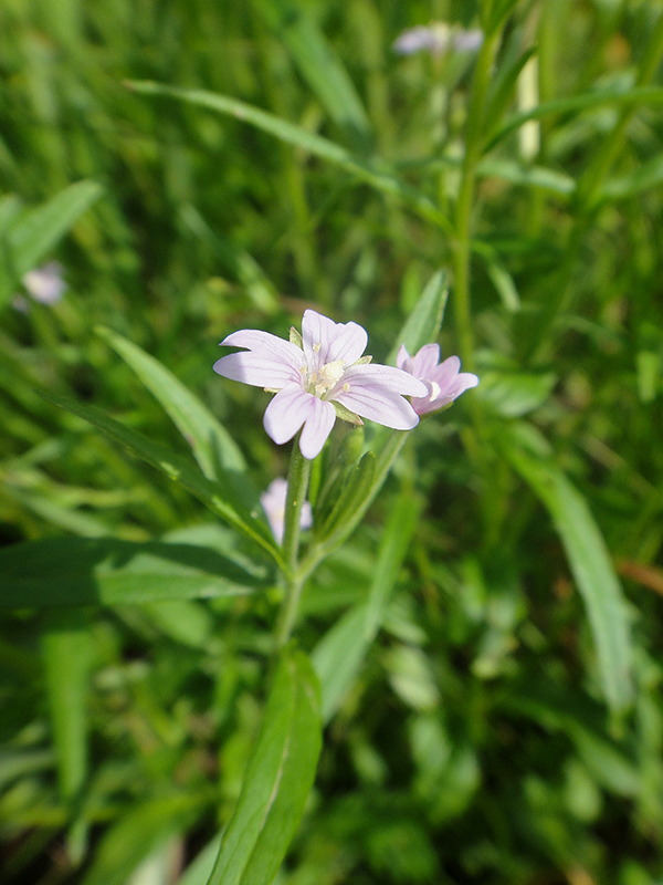 Image of Epilobium palustre specimen.