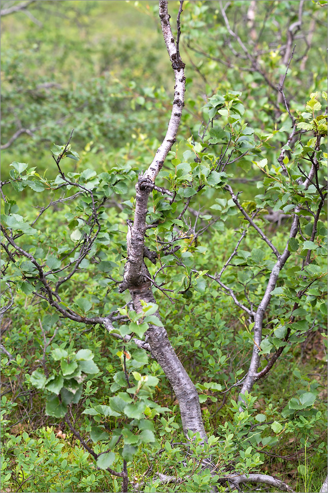 Image of Betula czerepanovii specimen.