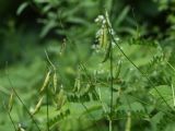 Vicia sylvatica. Соплодия с незрелыми плодами. Санкт-Петербург, Дудергофские высоты, опушка широколиственного леса. 18.07.2009.