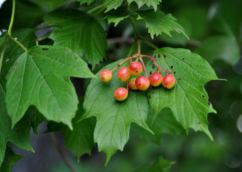 Image of Viburnum opulus specimen.