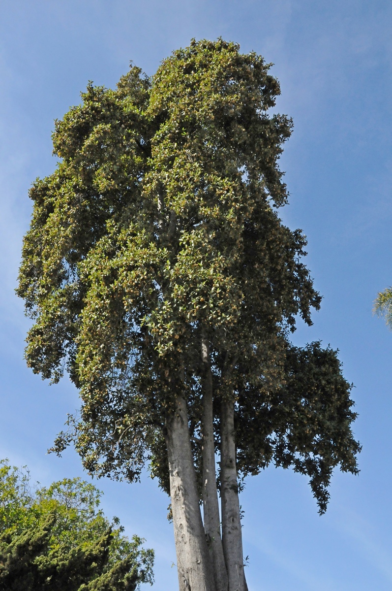 Image of Lagunaria patersonia specimen.