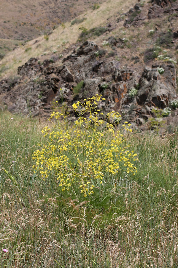 Изображение особи Ferula karatavica.