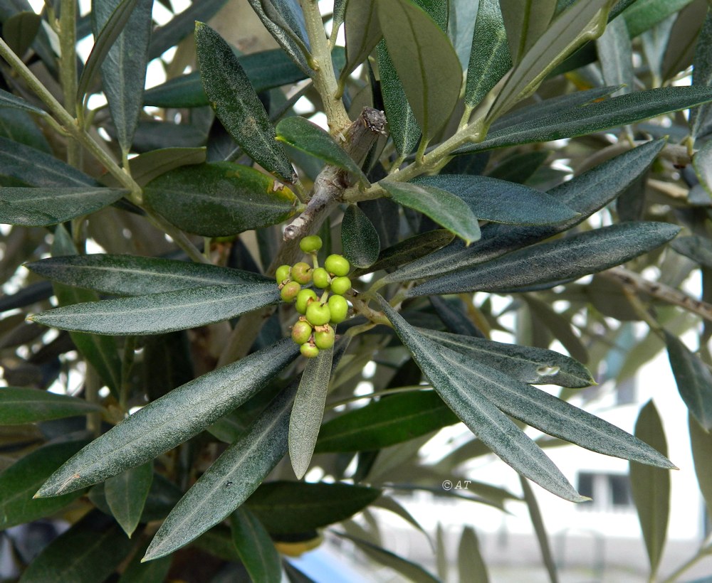 Image of Olea europaea specimen.