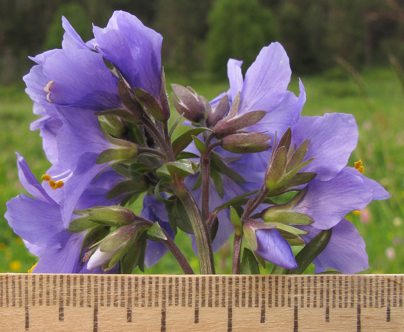 Image of Polemonium caucasicum specimen.