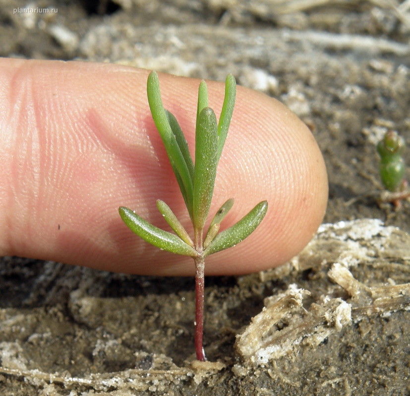 Изображение особи Suaeda prostrata.