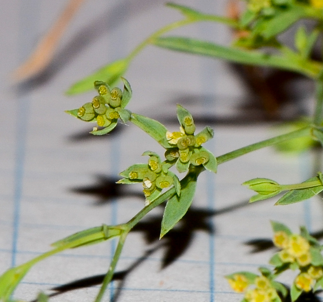 Image of Bupleurum semicompositum specimen.