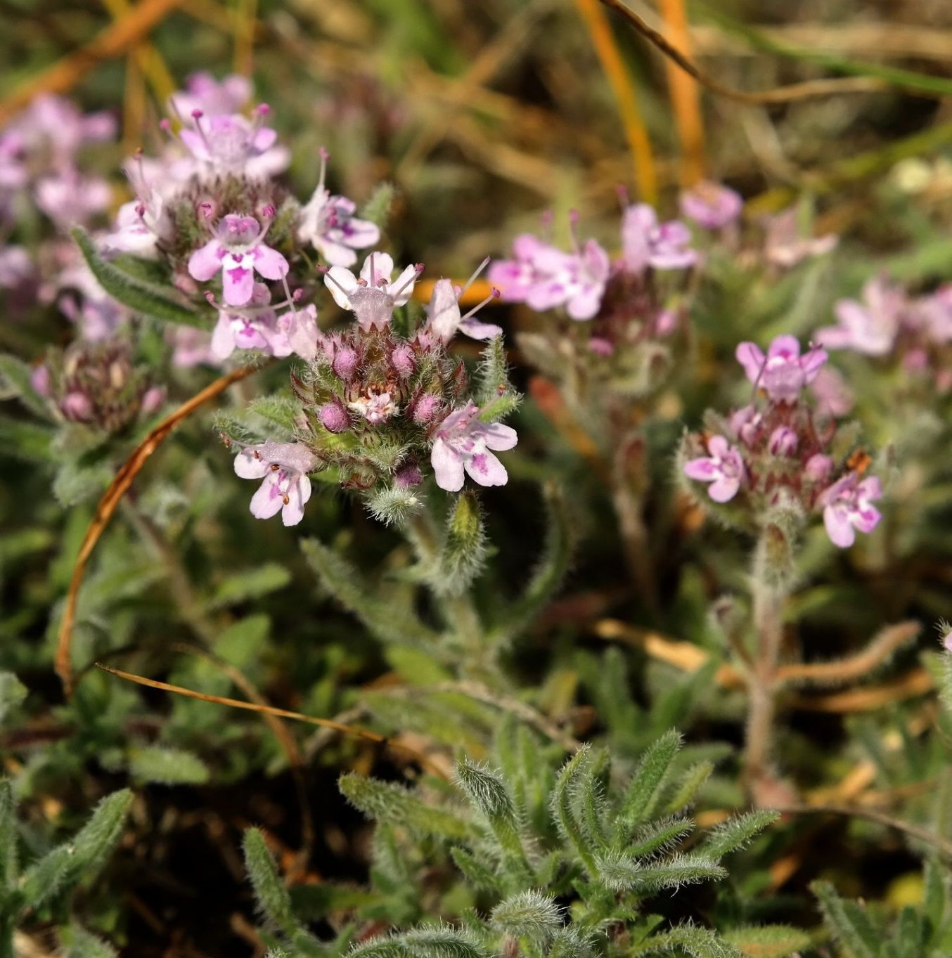 Image of Thymus tauricus specimen.