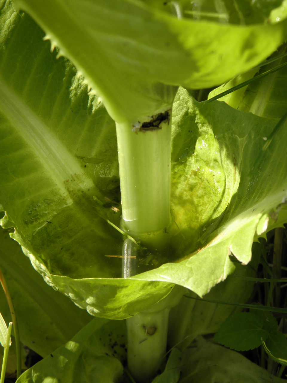 Image of Dipsacus fullonum specimen.