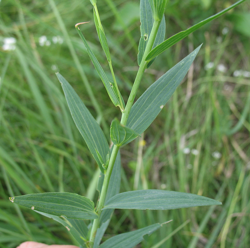 Image of Linum nervosum specimen.