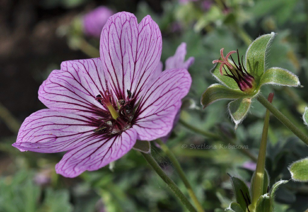 Image of Geranium cinereum specimen.