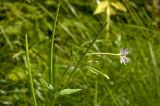 Epilobium montanum