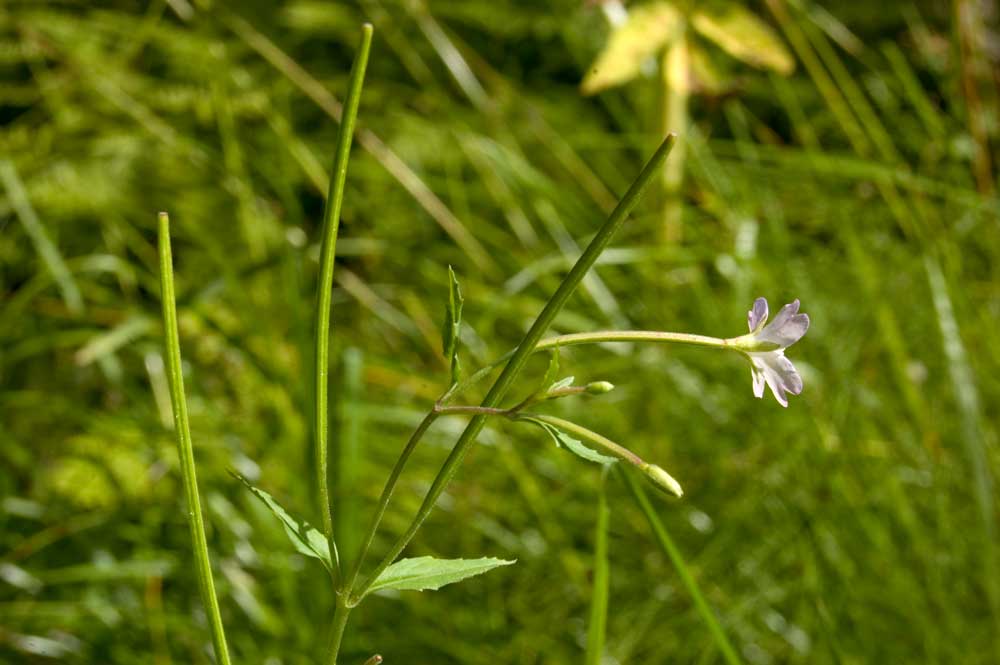 Image of Epilobium montanum specimen.