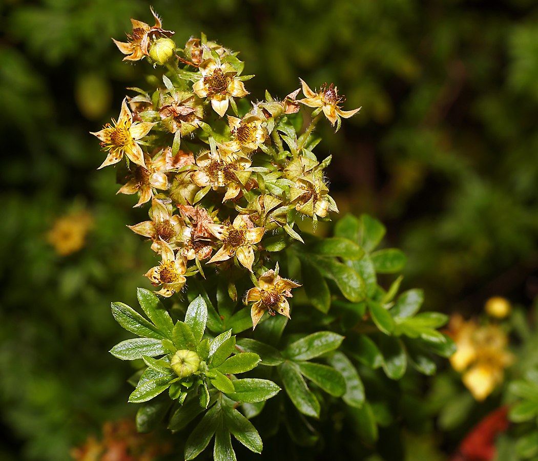 Image of Dasiphora fruticosa specimen.