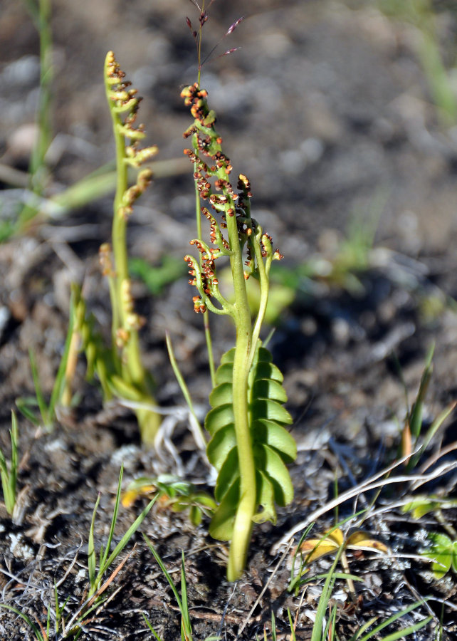 Image of Botrychium lunaria specimen.