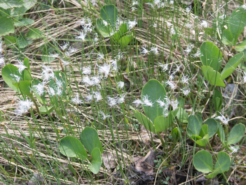 Изображение особи Trichophorum alpinum.