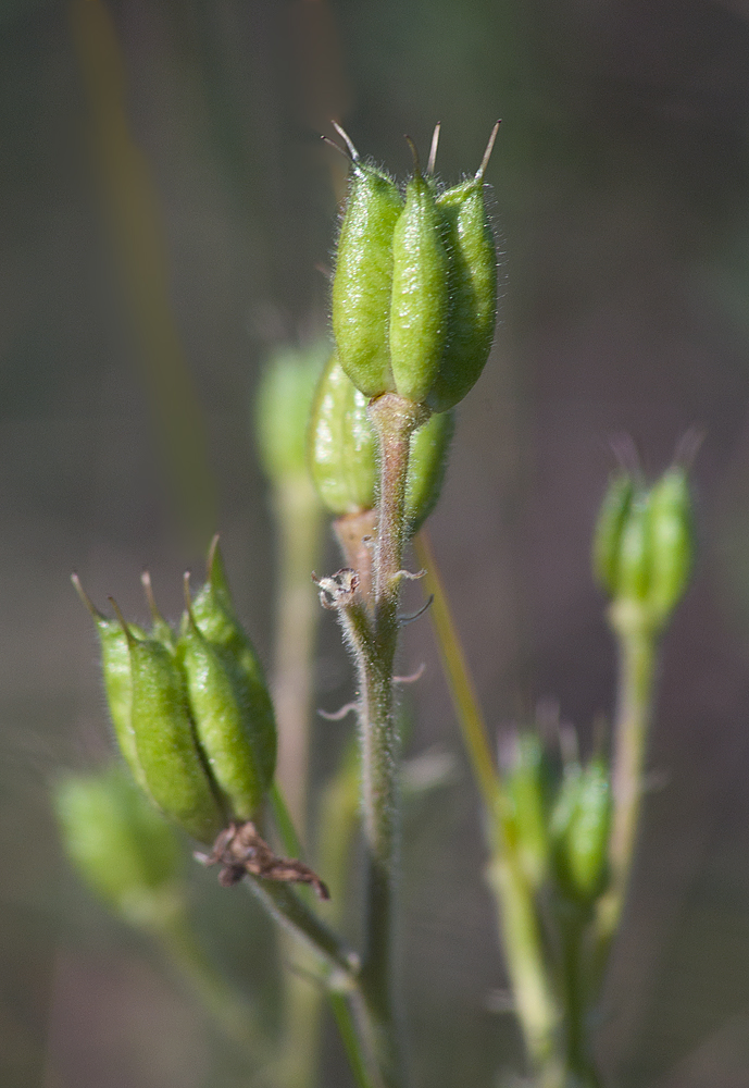 Изображение особи Aconitum anthoroideum.