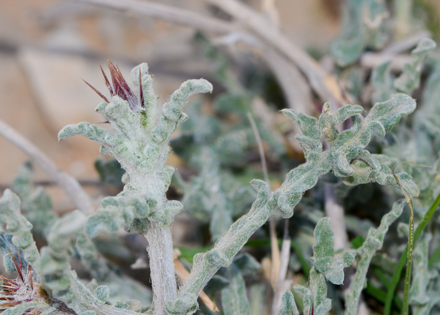 Image of Centaurea aegyptiaca specimen.