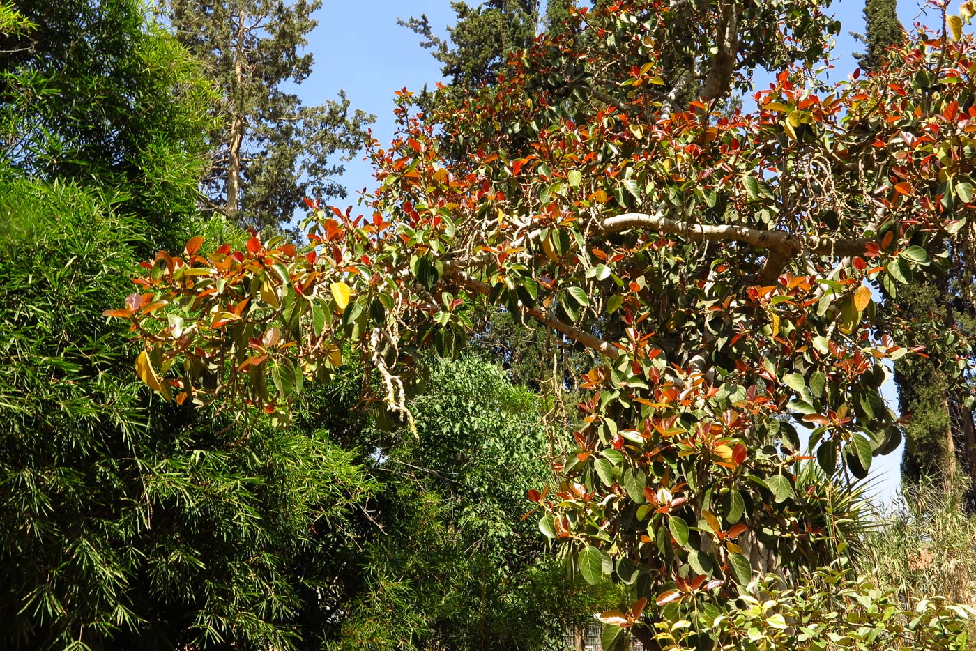 Image of Ficus benghalensis specimen.