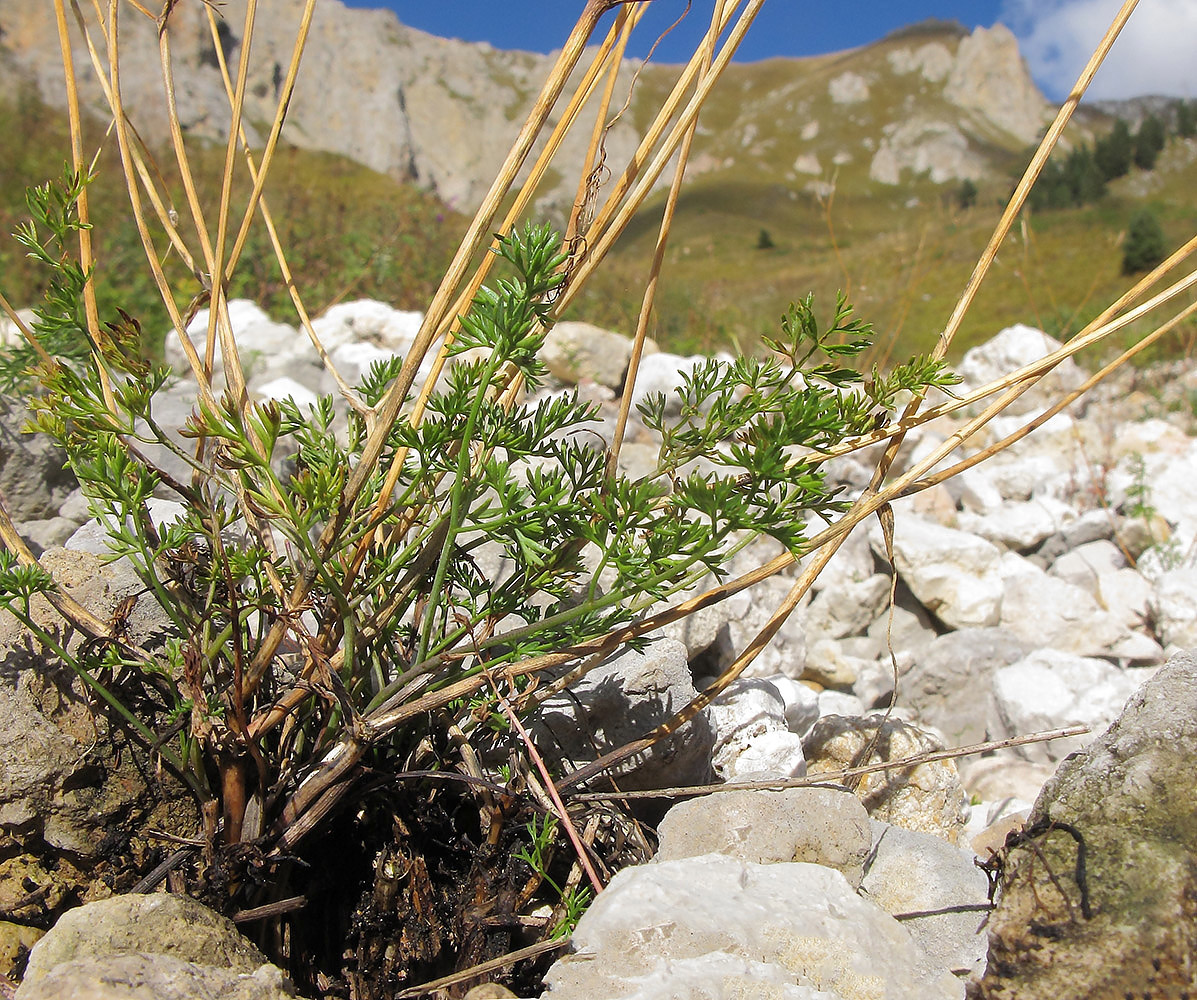 Изображение особи Chaerophyllum millefolium.