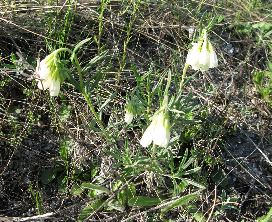 Изображение особи Onosma volgensis.