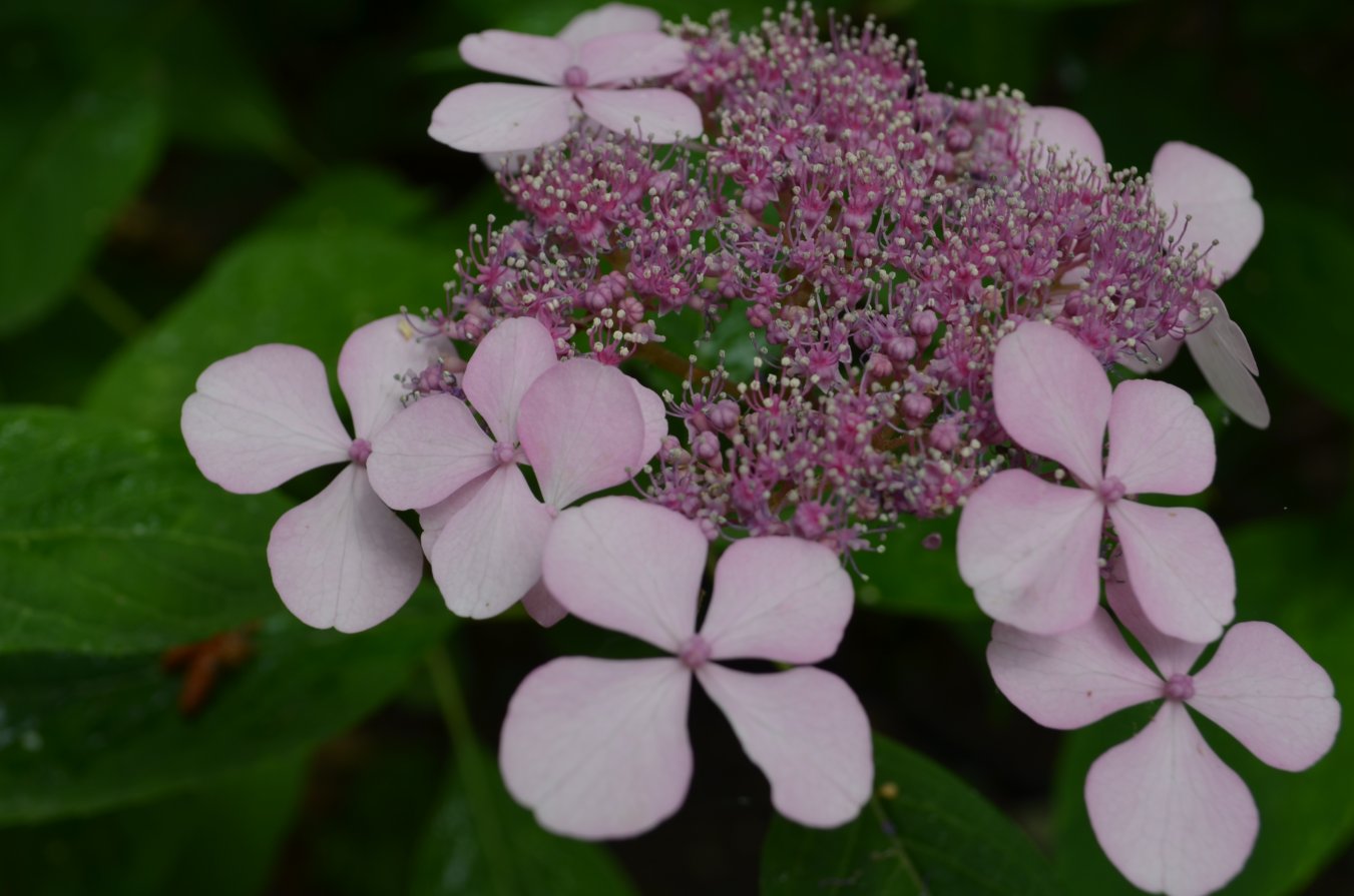 Image of Hydrangea macrophylla specimen.