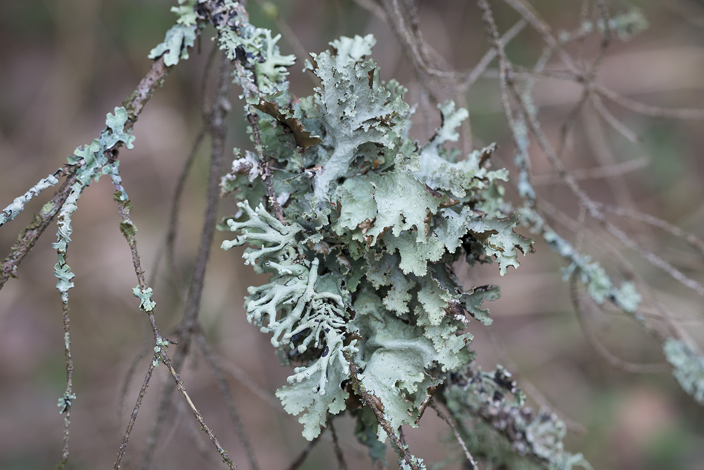 Image of Platismatia glauca specimen.