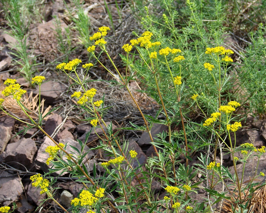 Изображение особи Patrinia rupestris.