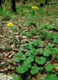 Doronicum orientale