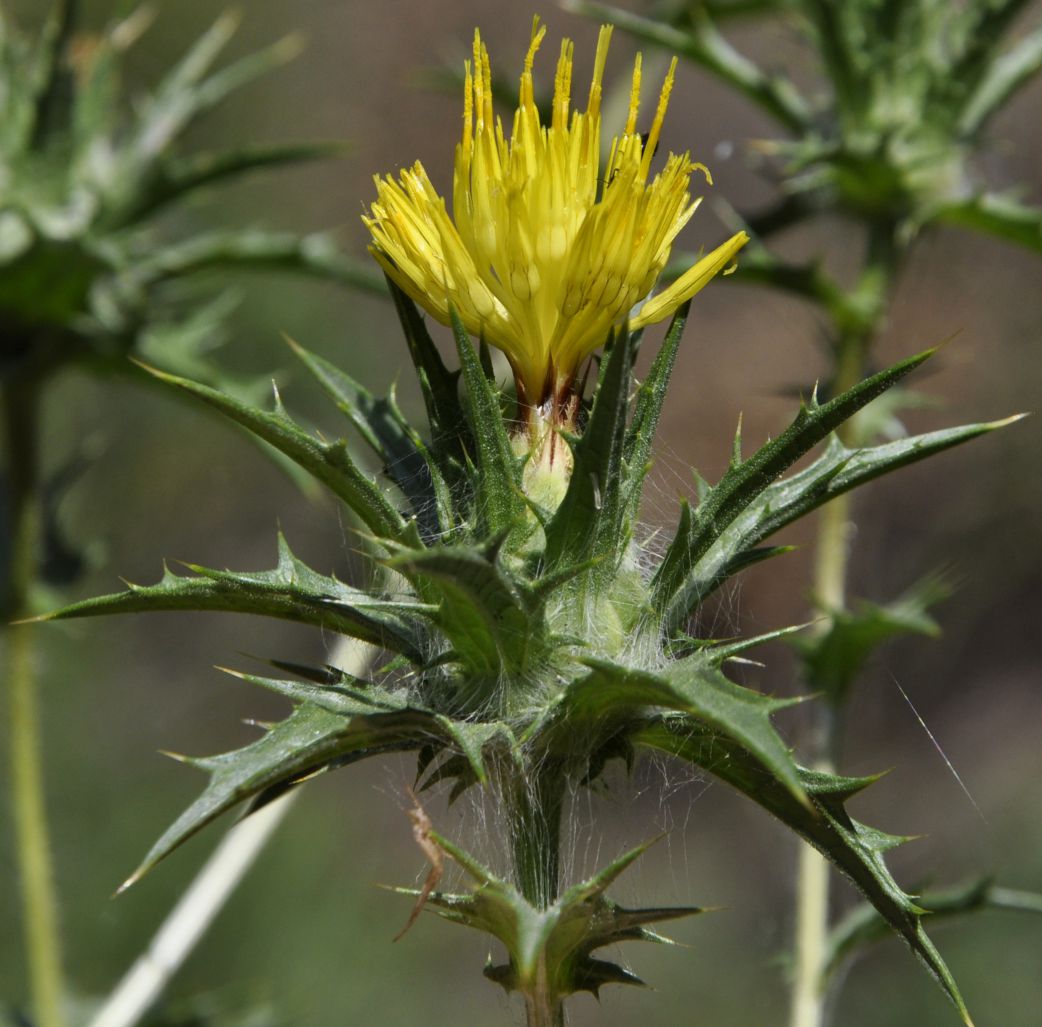 Image of Carthamus lanatus specimen.