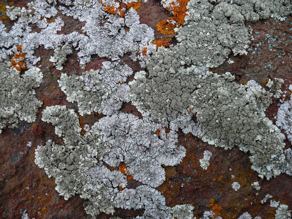 Image of familia Parmeliaceae specimen.