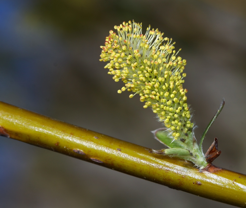 Image of Salix siuzevii specimen.