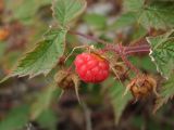 Rubus matsumuranus. Зрелый и незрелые плоды. Магаданская обл., окр. г. Магадан, бухта Нагаева, Морпортовская сопка, курумник. 12.08.2016.