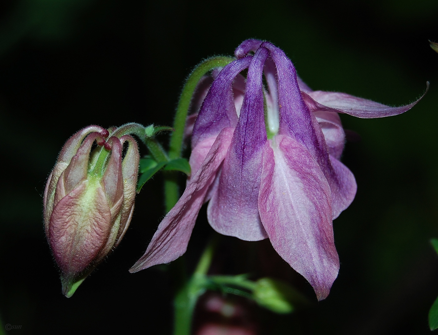 Image of Aquilegia vulgaris specimen.