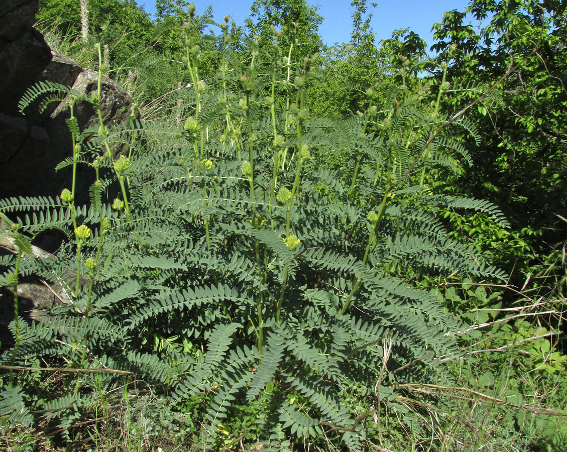 Image of Astragalus ponticus specimen.