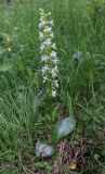 Platanthera chlorantha