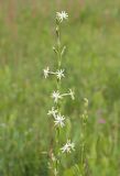 Silene tatarica