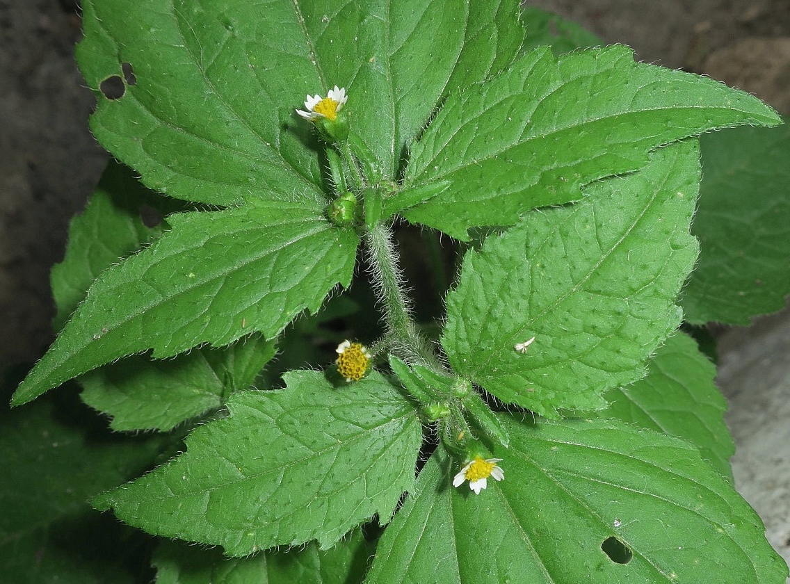 Image of Galinsoga quadriradiata specimen.