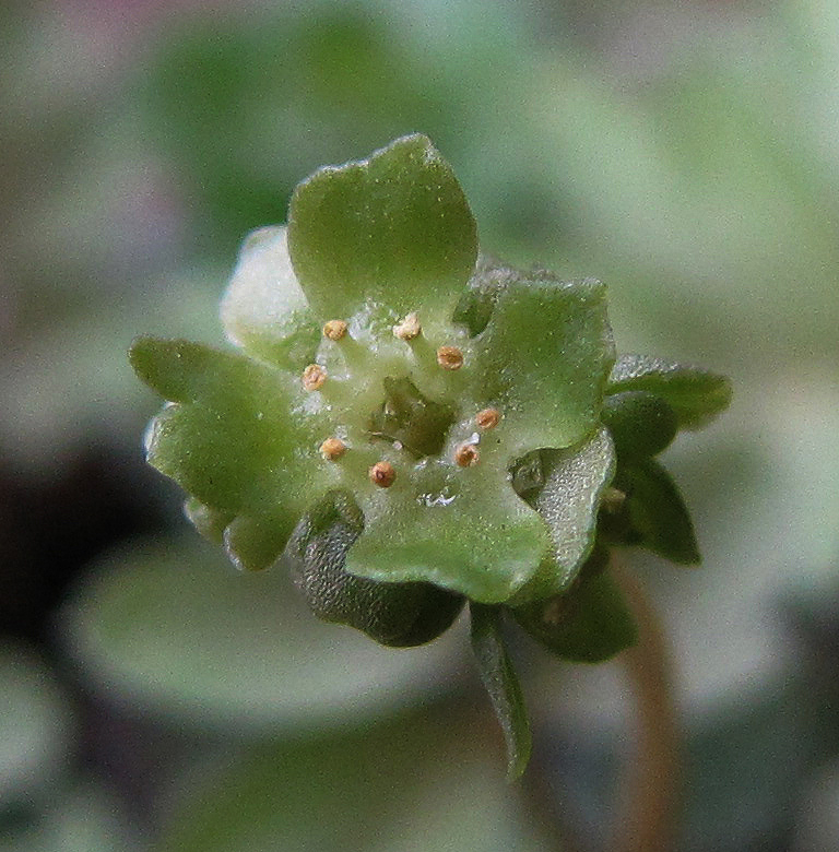 Image of Adoxa moschatellina specimen.