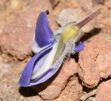 Lupinus pilosus. Цветок. Израиль, Шарон, г. Тель-Авив, ботанический сад \"Сад кактусов\". 07.03.2017.