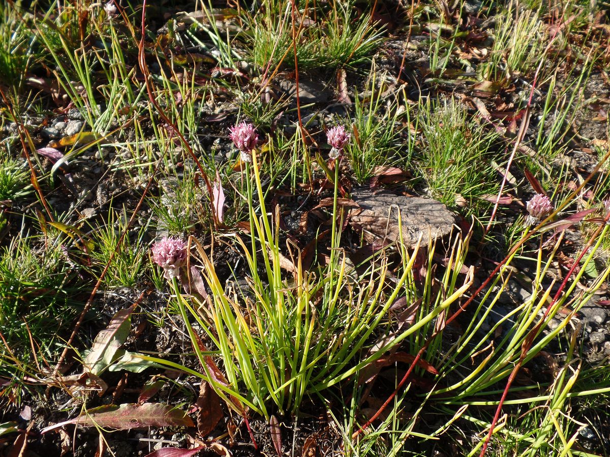 Изображение особи Allium schoenoprasum.