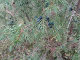 Juniperus communis. Ветви с зелёными плодами текущего года и зрелыми плодами прошлого года. Тверская обл., Весьегонский р-н, лес около города. 7 октября 2017 г.