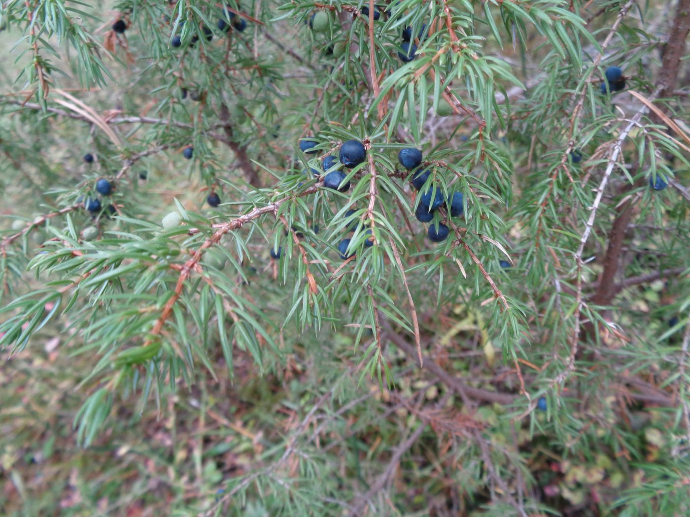 Изображение особи Juniperus communis.