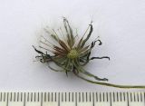 Taraxacum tenuisectum
