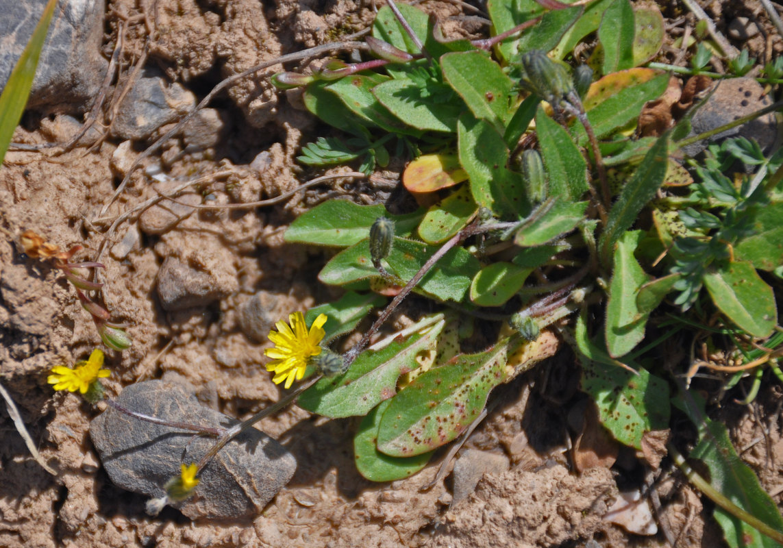 Изображение особи Crepis multicaulis.