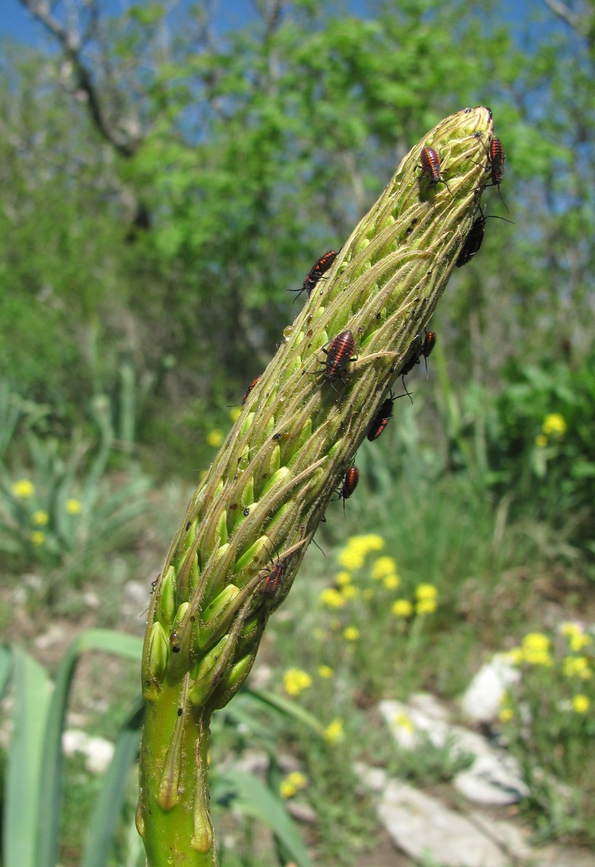 Image of Eremurus spectabilis specimen.