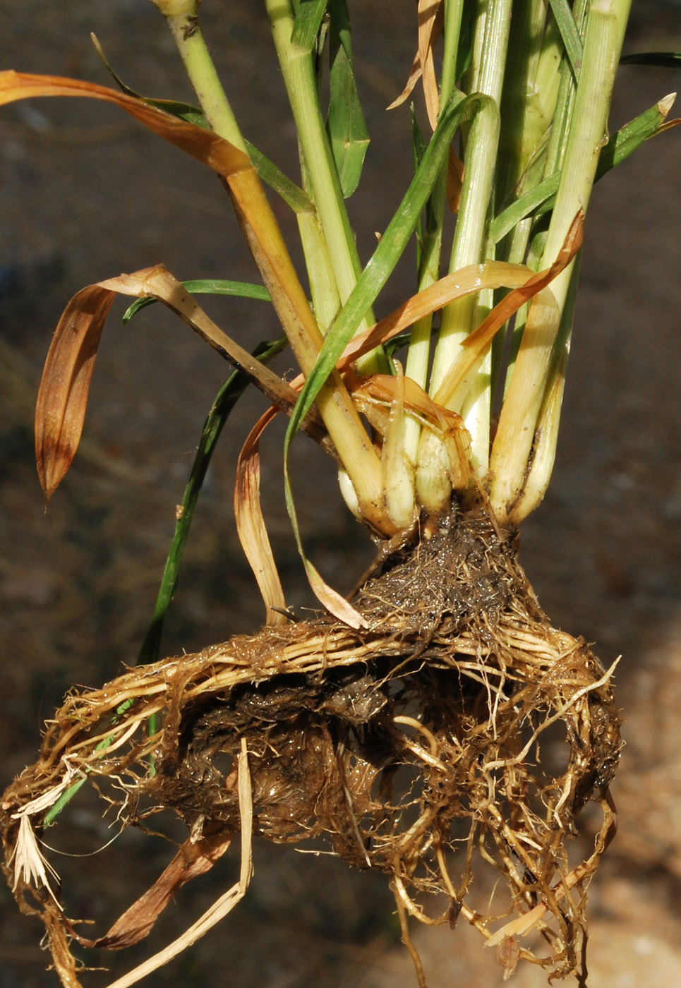 Image of Eleusine indica specimen.