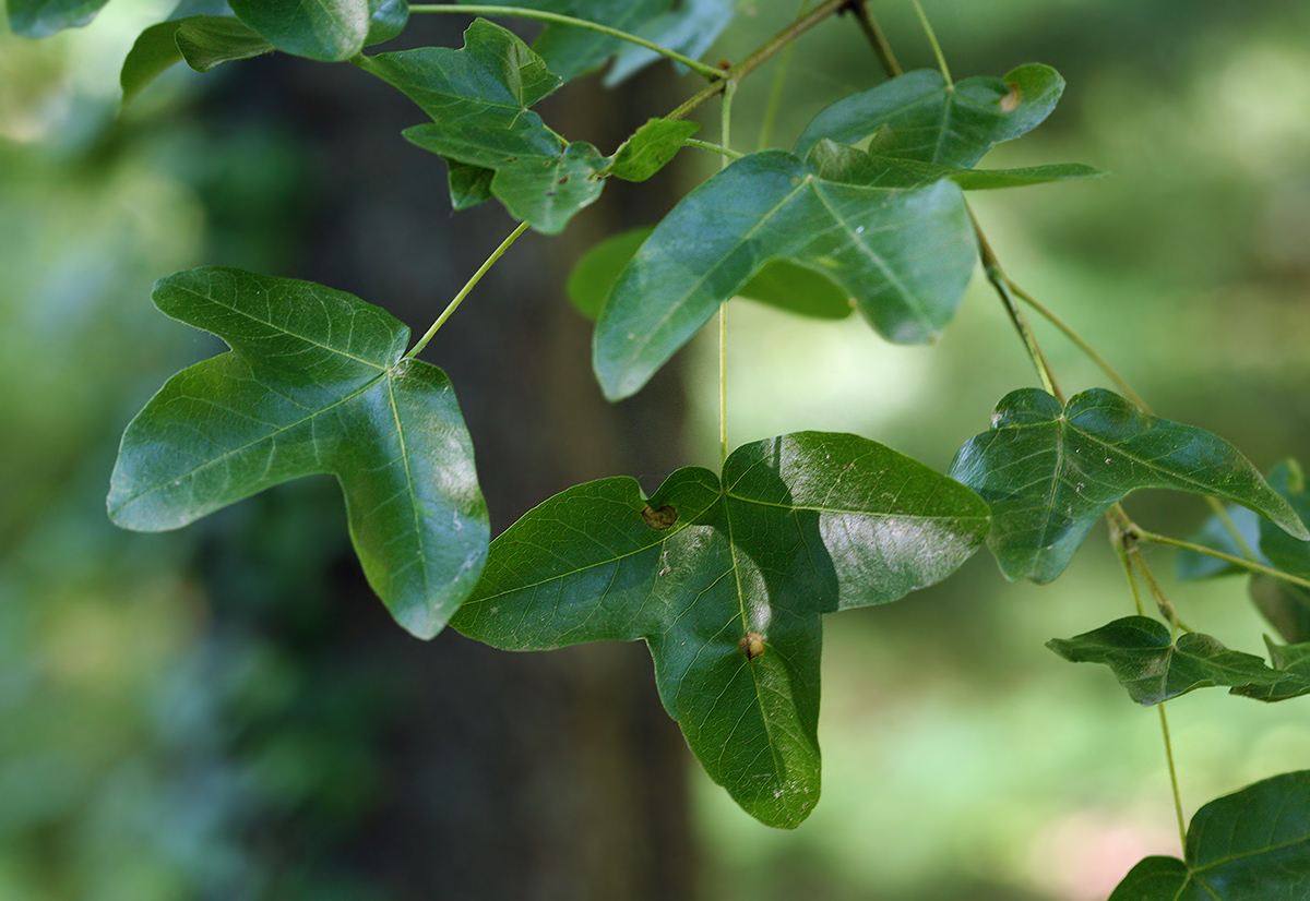 Image of Acer monspessulanum specimen.