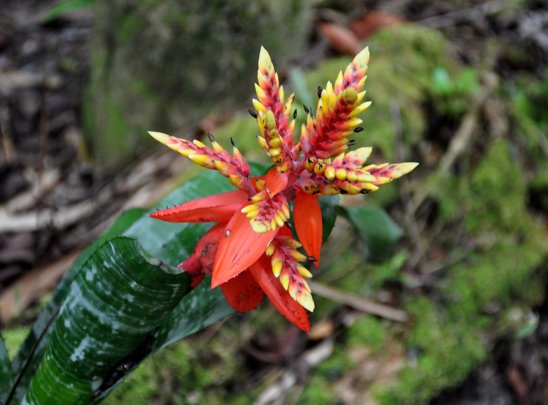 Image of Aechmea chantinii specimen.