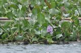 Eichhornia crassipes. Цветущие растения. Южный Китай, Гуанси-Чжуанский автономный р-н, окр. г. Яншо, парк \"Шангри-Ла\", пруд. 15.10.2017.