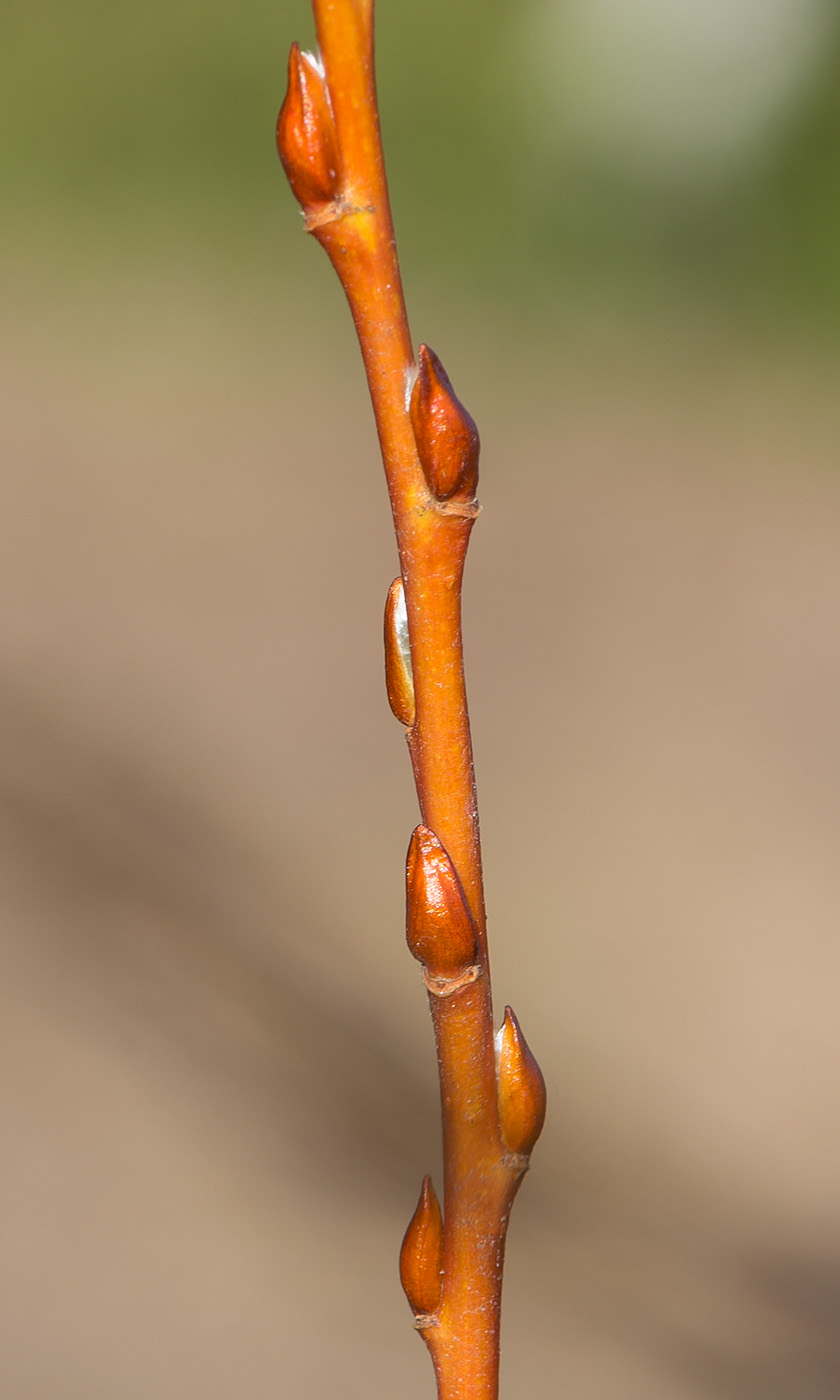 Изображение особи Salix starkeana.